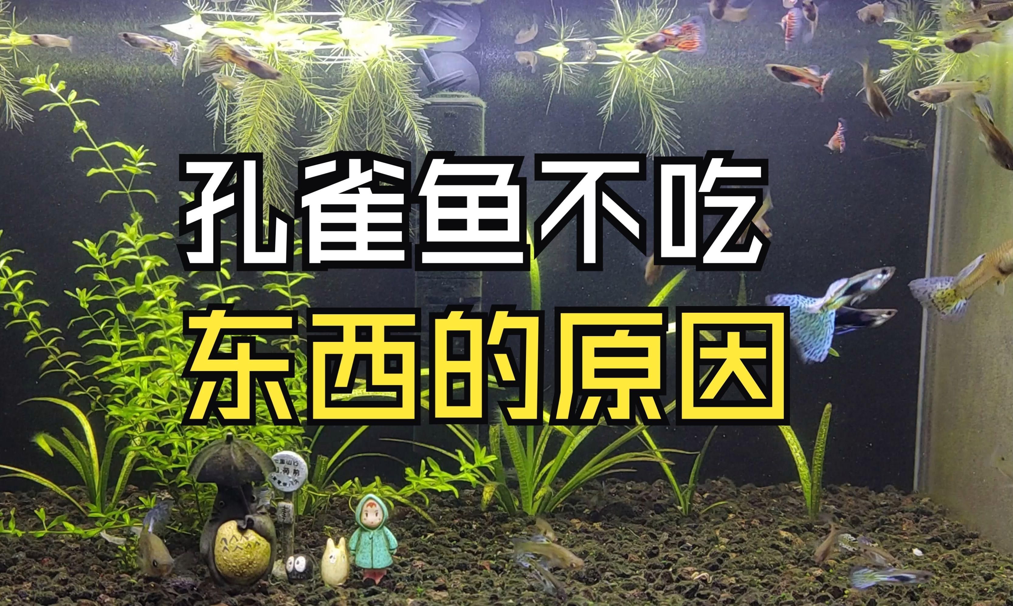 給我一份魚(yú)不吃食排查清單，魚(yú)不吃食怎么辦