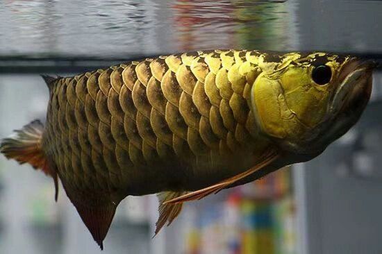 龍魚多久換一次水？，金龍魚批發價格受哪些因素影響 龍魚多久換一次水？，金龍魚批發價格受哪些因素影響 龍魚百科 第1張