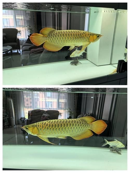 如何科學喂養紅龍魚以延長壽命？，如何科學喂養紅龍魚以延長壽命以延長壽命的完整指南 如何科學喂養紅龍魚以延長壽命？，如何科學喂養紅龍魚以延長壽命以延長壽命的完整指南 龍魚百科 第1張