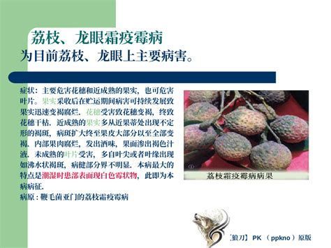 龍睛爛尾會傳染嗎，龍眼爛尾會傳染嗎