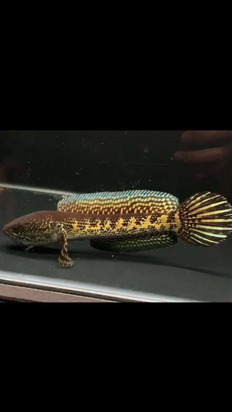 如何辨別雷州龍魚的真假？