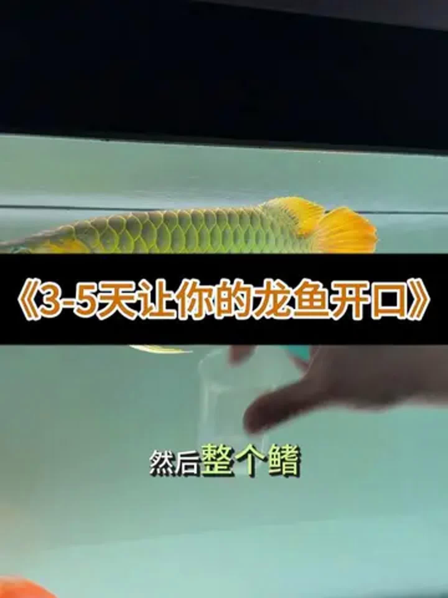 龍魚厭食期間需要如何護理