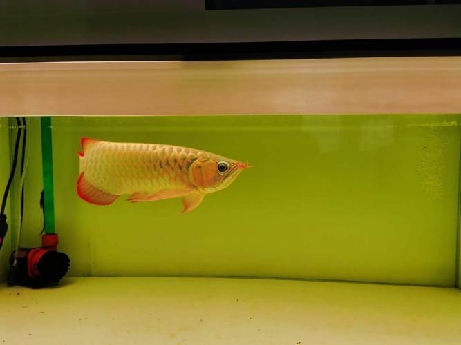 龍魚燈光色溫如何選擇，龍魚燈光色溫的選擇 龍魚燈光色溫如何選擇，龍魚燈光色溫的選擇 龍魚百科 第3張