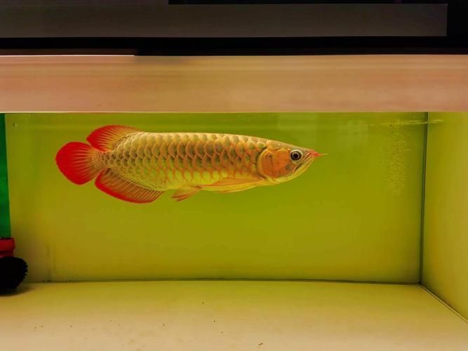 龍魚燈光色溫如何選擇，龍魚燈光色溫的選擇 龍魚燈光色溫如何選擇，龍魚燈光色溫的選擇 龍魚百科 第6張