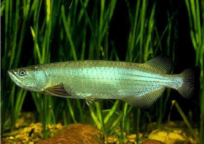 杜集龍魚主要分布在哪些地區？，杜集龍魚（scleropagesformosus）