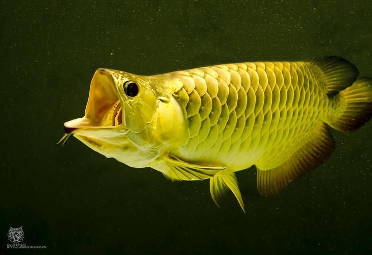 杜集龍魚主要分布在哪些地區？，杜集龍魚（scleropagesformosus）