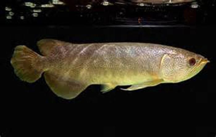 杜集龍魚主要分布在哪些地區？，杜集龍魚（scleropagesformosus）