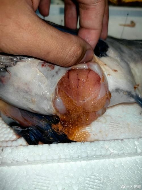 如何預防魚蒙眼病的傳染，exophthalmia預防魚蒙眼病（exophthalmia）預防技術詳解 如何預防魚蒙眼病的傳染，exophthalmia預防魚蒙眼病（exophthalmia）預防技術詳解 龍魚百科 第2張