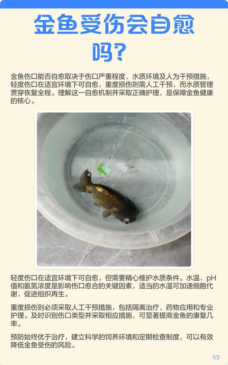 魚鱗腐爛會自愈嗎 魚鱗腐爛會自愈嗎 龍魚百科 第2張