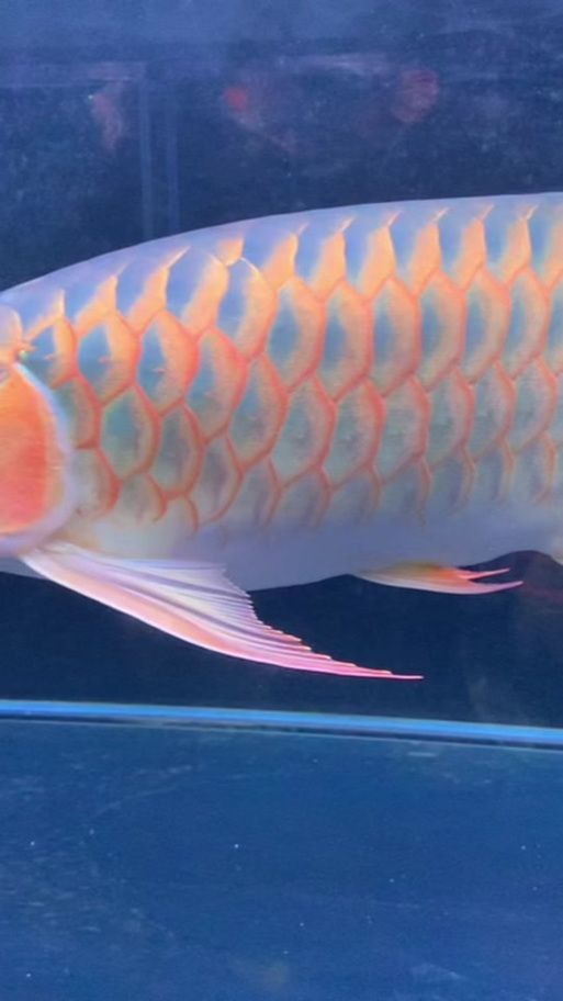 鳳凰紅龍魚的市場價格走勢，鳳凰紅龍魚市場價格走勢分析