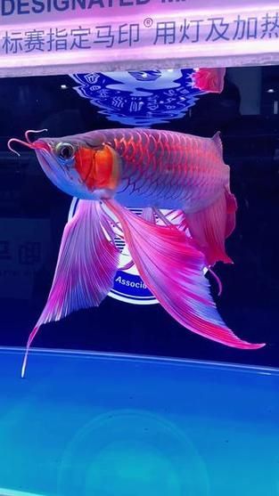 鳳凰紅龍魚的市場價格走勢，鳳凰紅龍魚市場價格走勢分析