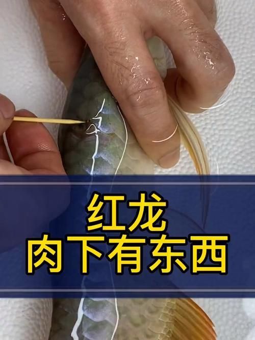 如何辨別真假龍魚血統證書？，如何辨別國際公認的龍魚血統證書