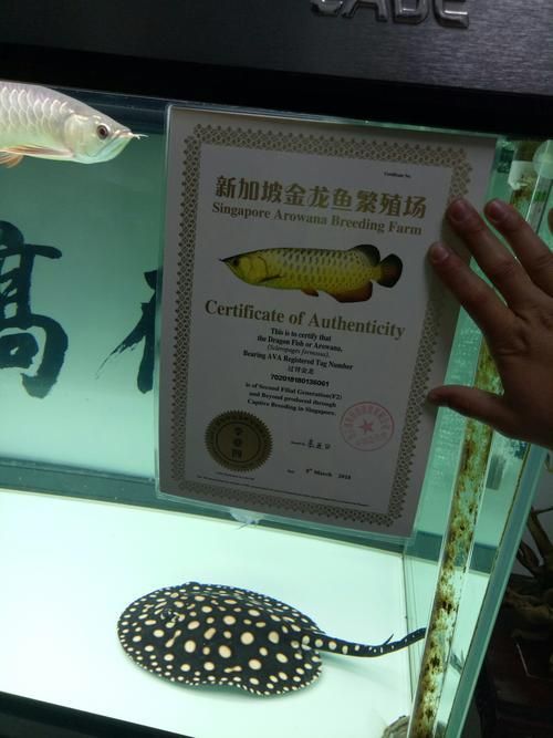 如何辨別真假龍魚血統(tǒng)證書？，如何辨別國際公認(rèn)的龍魚血統(tǒng)證書