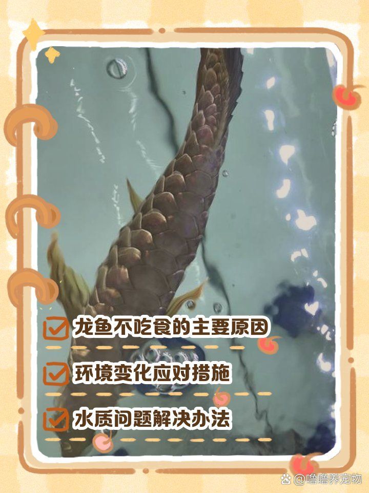 龍魚厭食癥如何治療，龍魚厭食癥如何治療龍魚厭食癥排查與處理流程圖