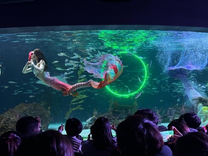 蚌山龍魚水族館的口碑如何，蚌山龍魚水族館口碑如何