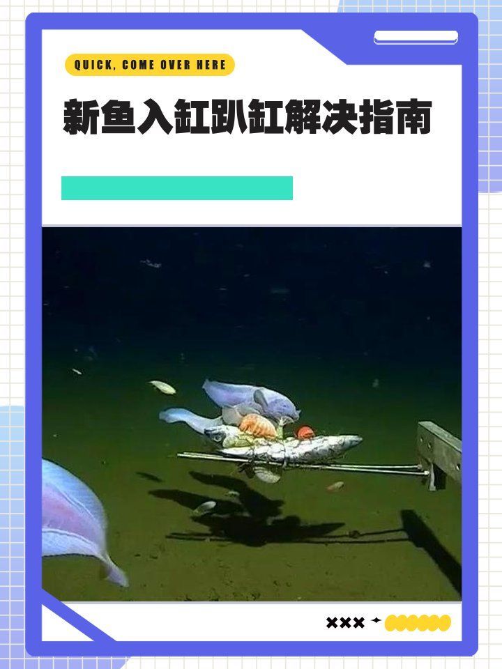 給我一些預(yù)防魚(yú)兒趴缸的實(shí)用技巧，如何預(yù)防魚(yú)兒趴缸 給我一些預(yù)防魚(yú)兒趴缸的實(shí)用技巧，如何預(yù)防魚(yú)兒趴缸 龍魚(yú)百科 第4張