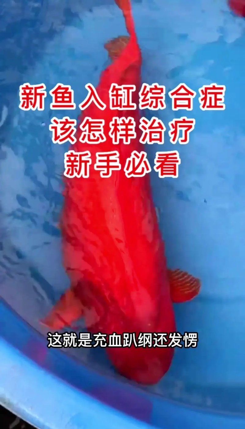給我一些預(yù)防魚(yú)兒趴缸的實(shí)用技巧，如何預(yù)防魚(yú)兒趴缸 給我一些預(yù)防魚(yú)兒趴缸的實(shí)用技巧，如何預(yù)防魚(yú)兒趴缸 龍魚(yú)百科 第2張