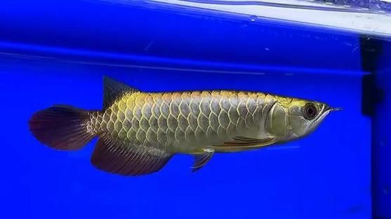 如何判斷龍魚的品相特征