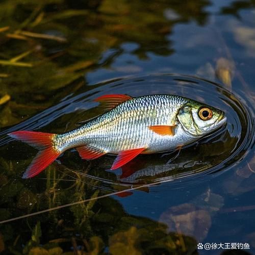 胭脂孔雀龍魚的飼養方法，胭脂孔雀龍魚飼養