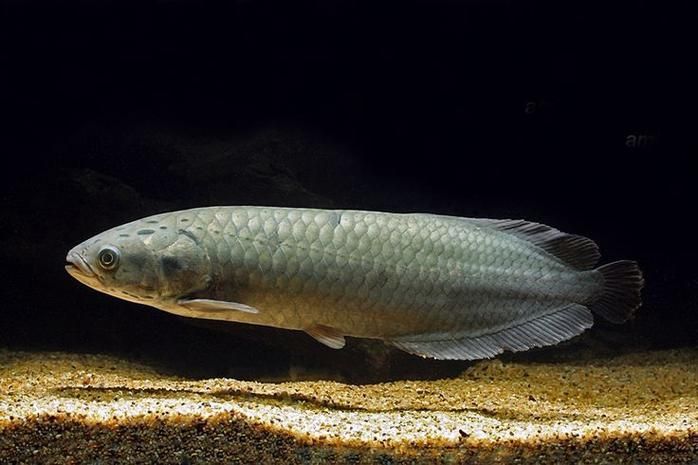非洲骨舌魚和龍魚哪個更有觀賞價值，非洲骨舌魚和龍魚哪個更有觀賞價值非洲骨舌魚哪個更耐養