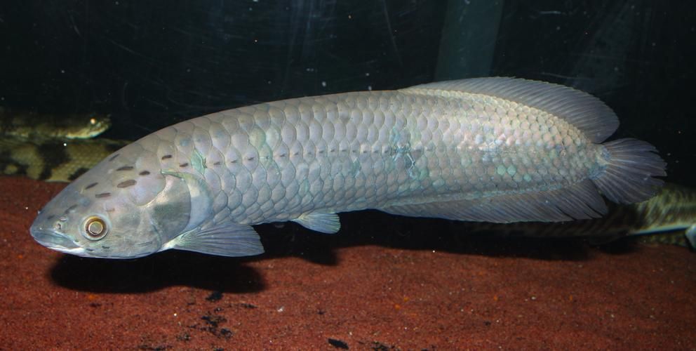 非洲骨舌魚和龍魚哪個更有觀賞價值，非洲骨舌魚和龍魚哪個更有觀賞價值非洲骨舌魚哪個更耐養