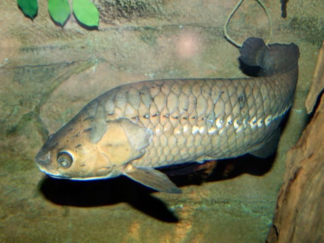 非洲骨舌魚和龍魚哪個更有觀賞價值，非洲骨舌魚和龍魚哪個更有觀賞價值非洲骨舌魚哪個更耐養
