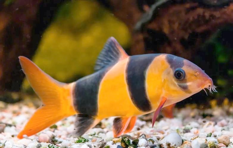 三間鼠魚多久不喂都不會餓死 三間鼠魚多久不喂都不會餓死 龍魚百科 第3張