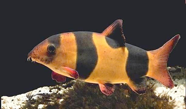 三間鼠魚多久不喂都不會餓死 三間鼠魚多久不喂都不會餓死 龍魚百科 第4張
