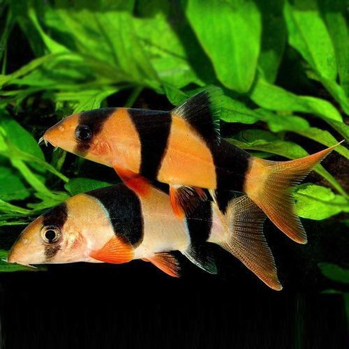 三間鼠魚多久不喂都不會餓死 三間鼠魚多久不喂都不會餓死 龍魚百科 第5張
