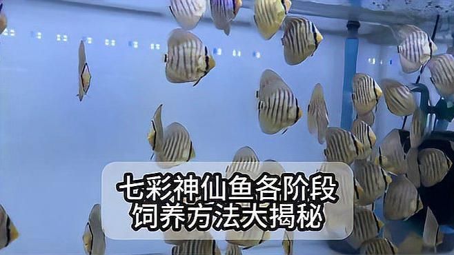 七彩神仙魚多久喂一次合適？，七彩神仙魚分階段喂食計劃表