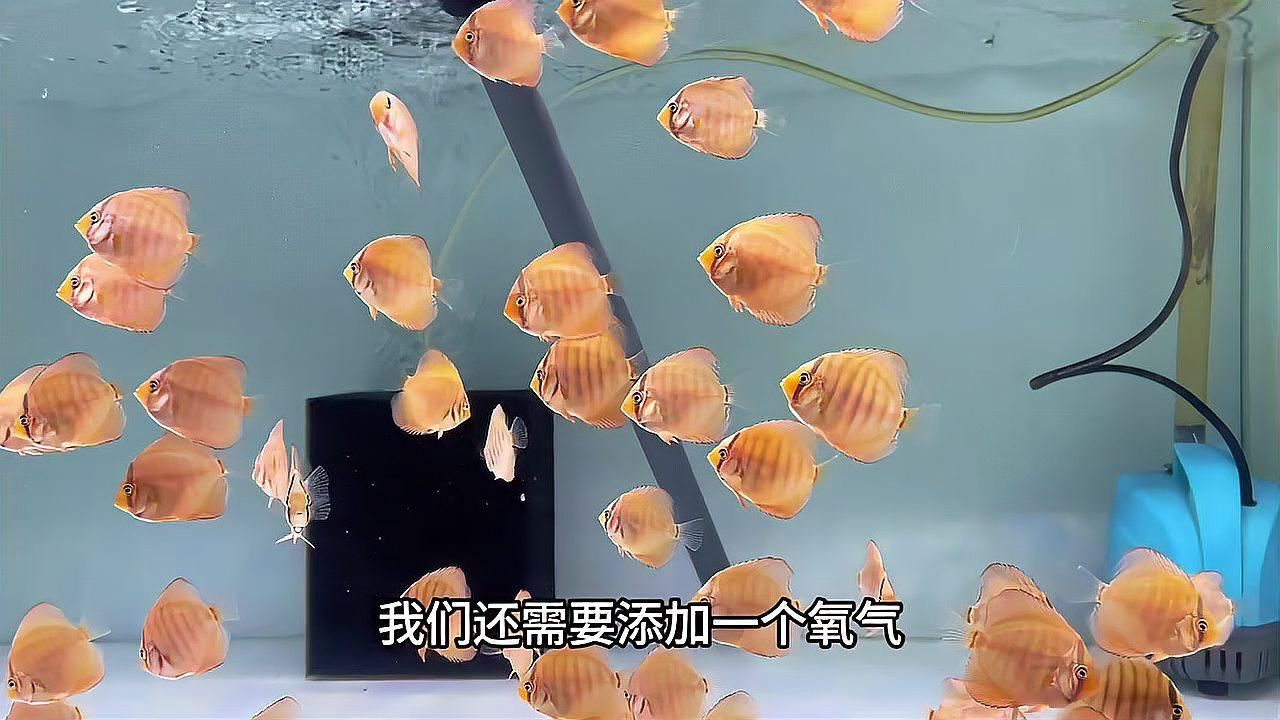 七彩神仙魚多久喂一次合適？，七彩神仙魚分階段喂食計劃表