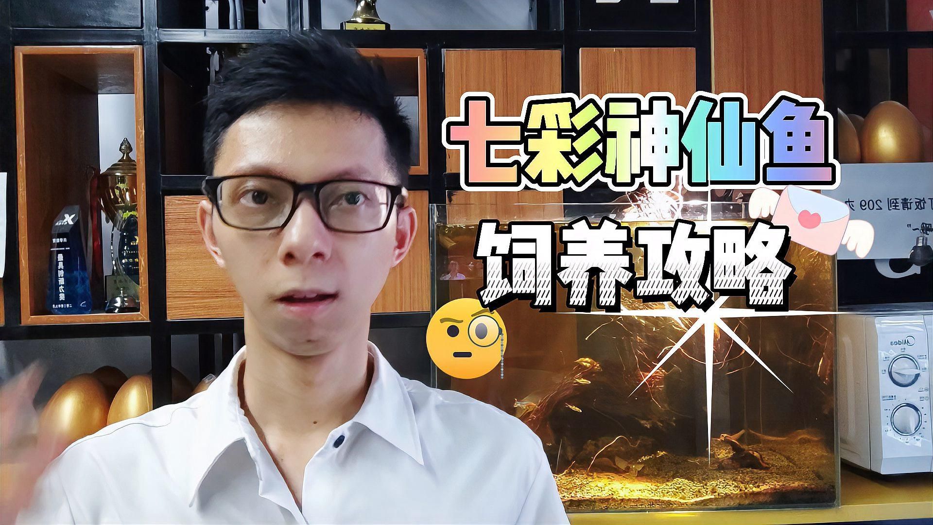 七彩神仙魚多久喂一次合適？，七彩神仙魚分階段喂食計劃表