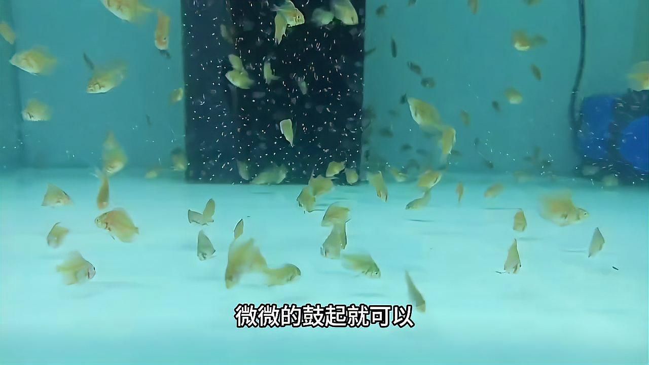 七彩神仙魚多久喂一次合適？，七彩神仙魚分階段喂食計劃表