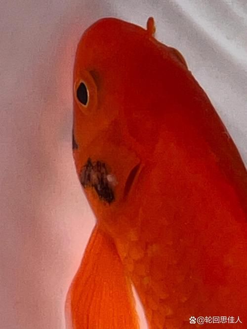 如何判斷魚鰓是否爛了，arxiv論文助手判斷魚鰓是否爛了