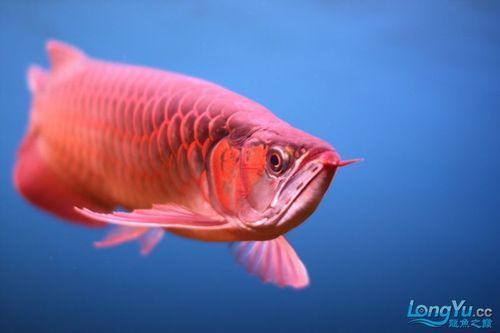 如何鑒別泗水龍魚的品系，如何鑒別泗水龍魚