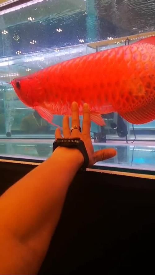 如何鑒別泗水龍魚的品系，如何鑒別泗水龍魚