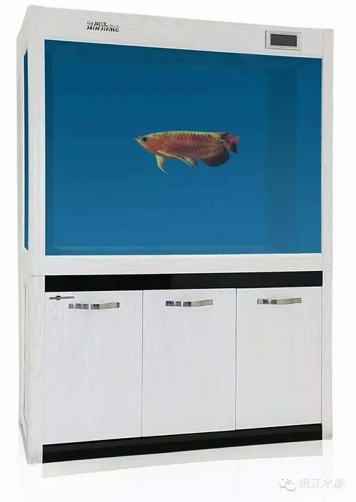 有哪些品牌龍魚魚缸性價比高？ 有哪些品牌龍魚魚缸性價比高？ 龍魚百科 第9張