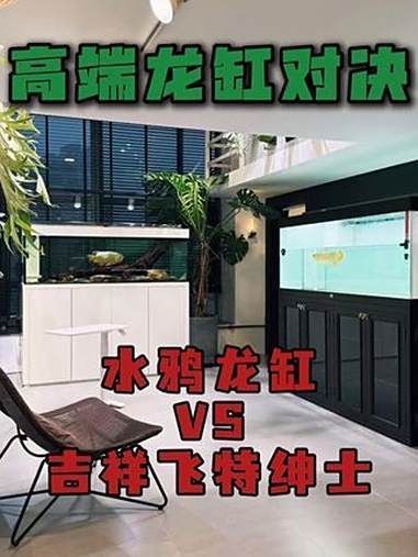 有哪些品牌龍魚魚缸性價比高？ 有哪些品牌龍魚魚缸性價比高？ 龍魚百科 第17張