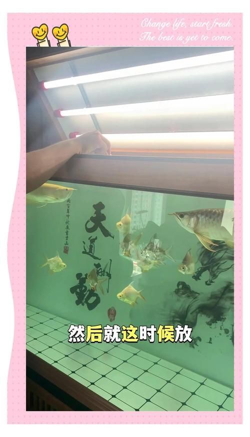 黃埔龍魚的最佳飼養方法,黃埔龍魚的飼養指南 龍魚百科 第7張 黃埔龍魚的最佳飼養方法,黃埔龍魚的飼養指南 黃埔龍魚的最佳飼養方法,黃埔龍魚的飼養指南 龍魚百科 第7張