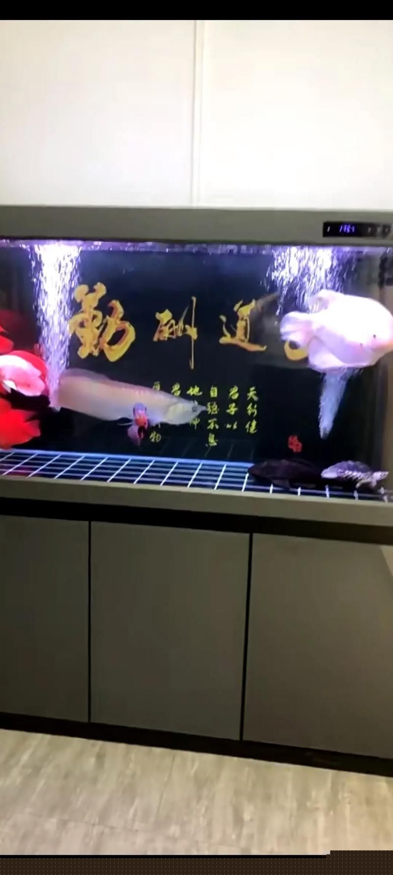 黃埔龍魚的最佳飼養方法,黃埔龍魚的飼養指南 龍魚百科 第2張 黃埔龍魚的最佳飼養方法,黃埔龍魚的飼養指南 黃埔龍魚的最佳飼養方法,黃埔龍魚的飼養指南 龍魚百科 第2張