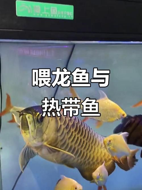 黃埔龍魚的最佳飼養方法,黃埔龍魚的飼養指南 龍魚百科 第8張 黃埔龍魚的最佳飼養方法,黃埔龍魚的飼養指南 黃埔龍魚的最佳飼養方法,黃埔龍魚的飼養指南 龍魚百科 第8張