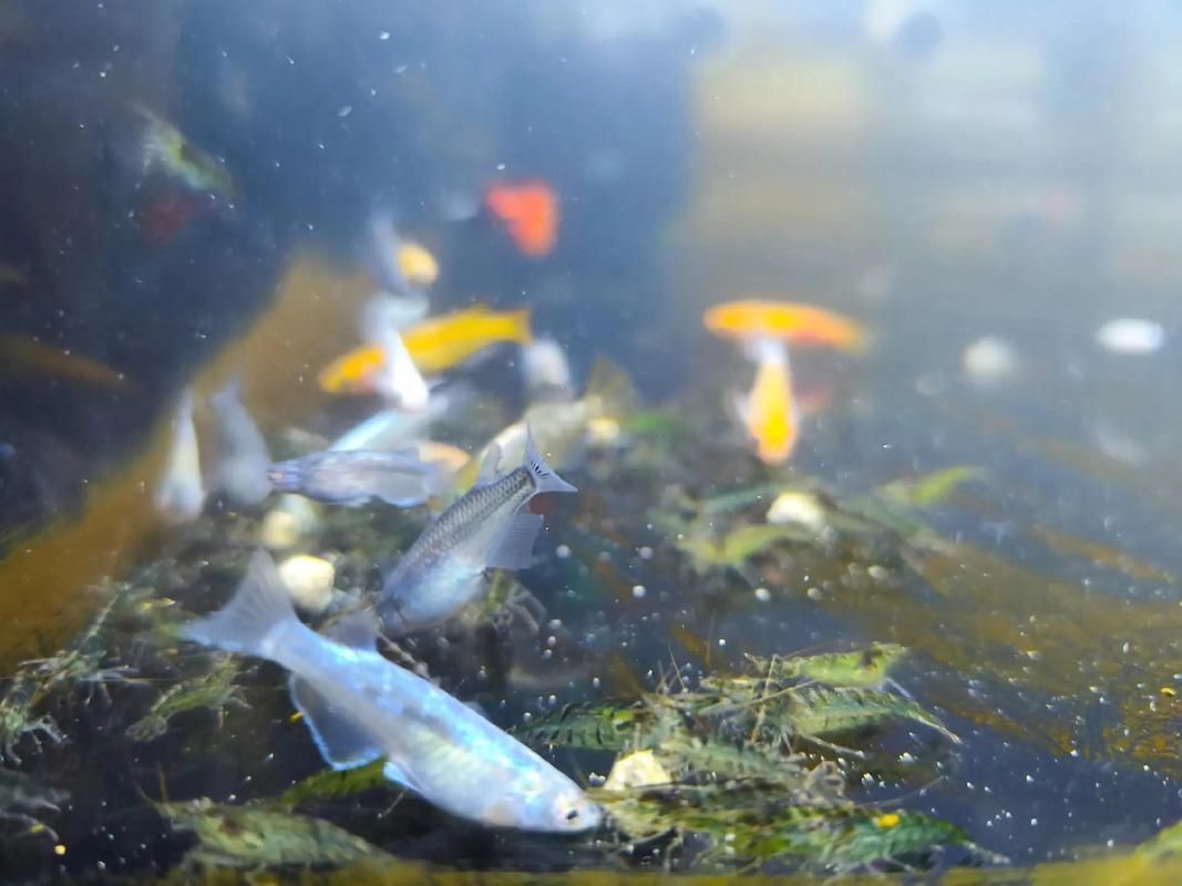 黃埔龍魚的最佳飼養方法,黃埔龍魚的飼養指南 龍魚百科 第9張 黃埔龍魚的最佳飼養方法,黃埔龍魚的飼養指南 黃埔龍魚的最佳飼養方法,黃埔龍魚的飼養指南 龍魚百科 第9張