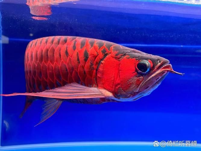 如何判斷紅龍魚是否野生，如何判斷一條紅龍魚是否為人工繁殖紅龍魚是否為野生