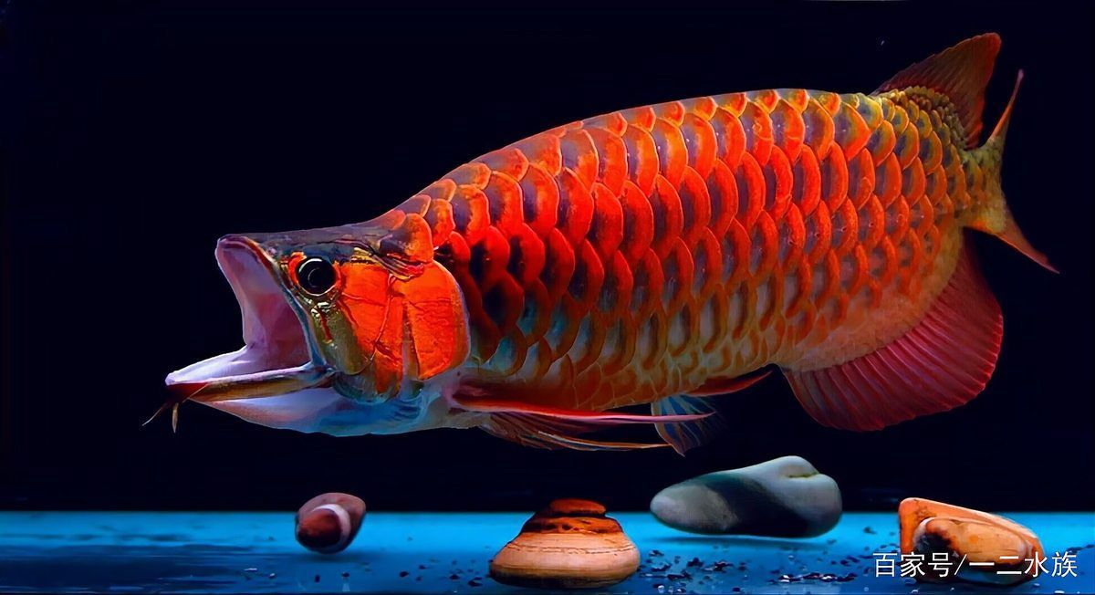 魚缸細菌病毒處理需要多長時間