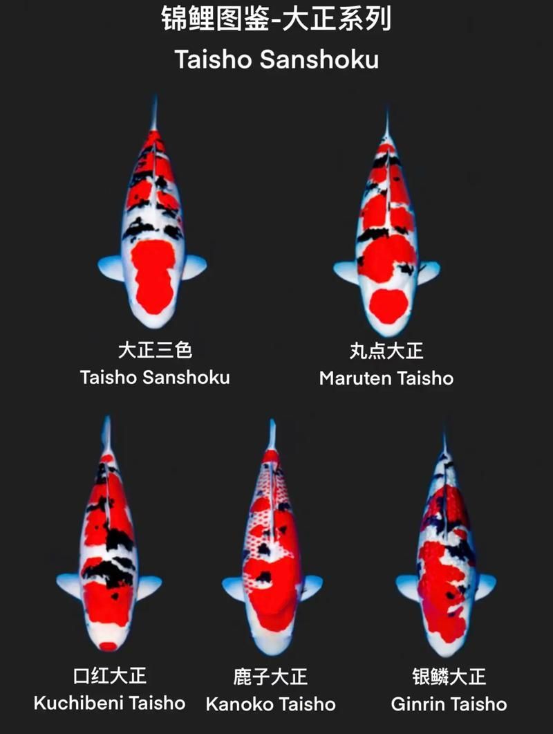 如何判斷觀賞魚品相，如何判斷觀賞魚的健康狀況，如何提升觀賞魚的色彩鮮艷度