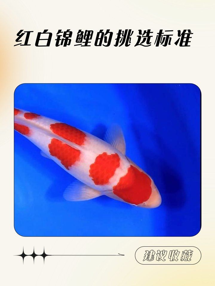 如何判斷觀賞魚品相，如何判斷觀賞魚的健康狀況，如何提升觀賞魚的色彩鮮艷度
