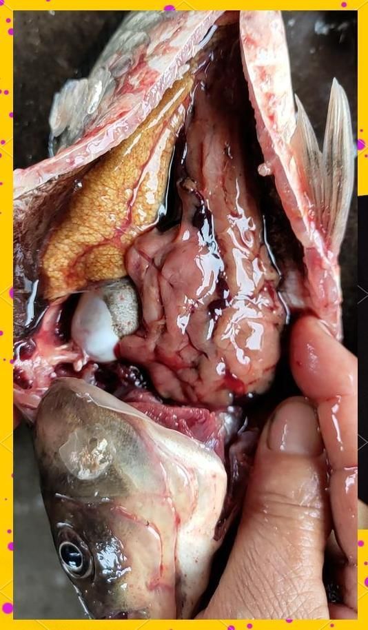 如何預防魚患腹水，如何預防腹水病