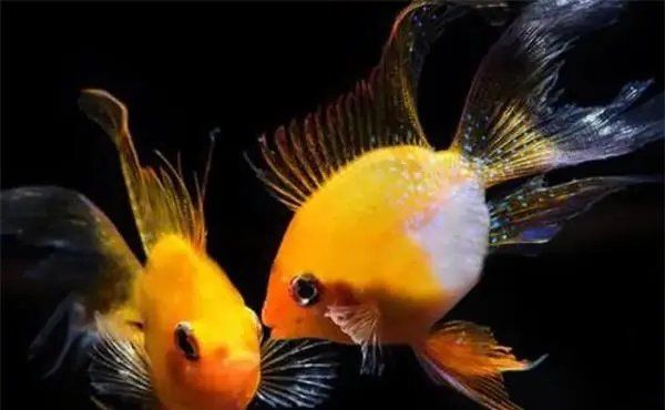 如何預防魚患腹水，如何預防腹水病