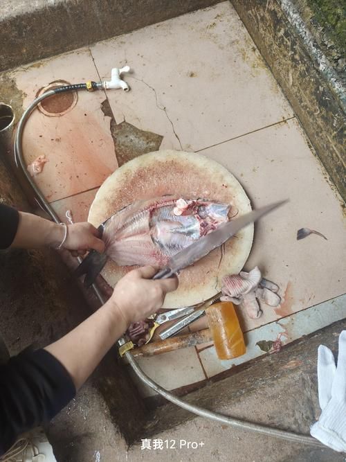 龍魚外傷露出內臟后如何急救,孔雀石綠、福爾馬林、福爾馬林、福爾馬林、高錳酸鉀— 龍魚百科 第6張 龍魚外傷露出內臟后如何急救,孔雀石綠、福爾馬林、福爾馬林、福爾馬林、高錳酸鉀— 龍魚外傷露出內臟后如何急救,孔雀石綠、福爾馬林、福爾馬林、福爾馬林、高錳酸鉀— 龍魚百科 第6張