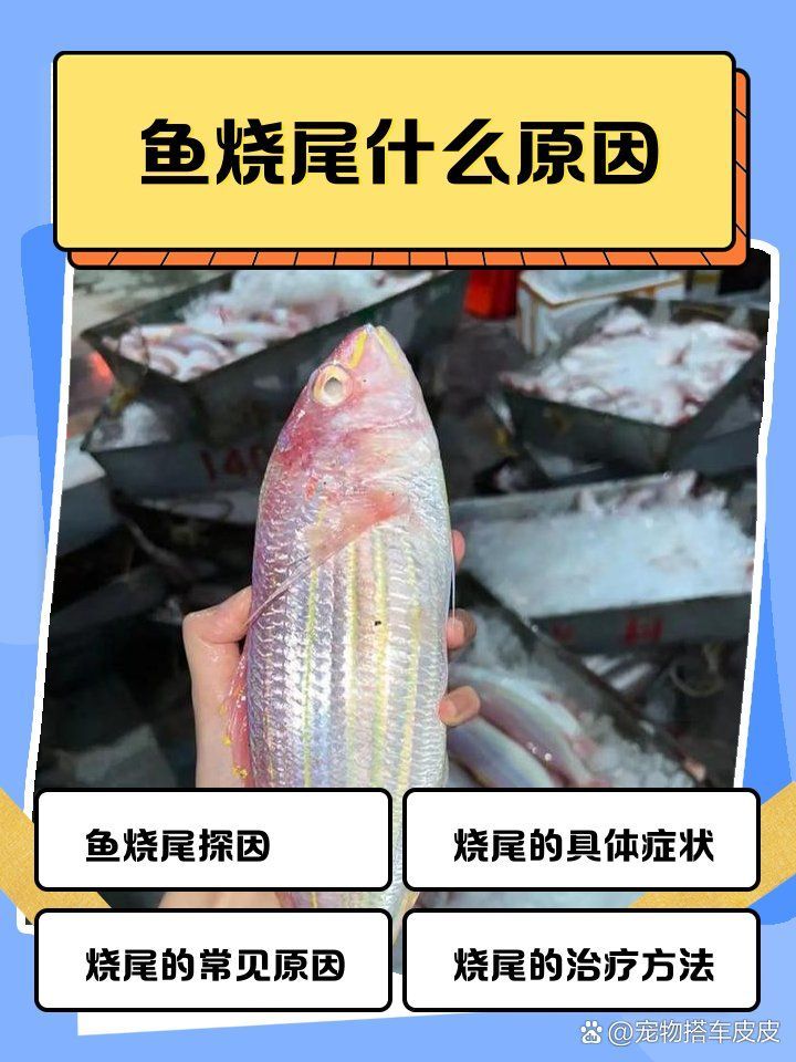 如何判斷龍魚是否燒尾，如何判斷龍魚是否燒尾，如何治療龍魚燒尾